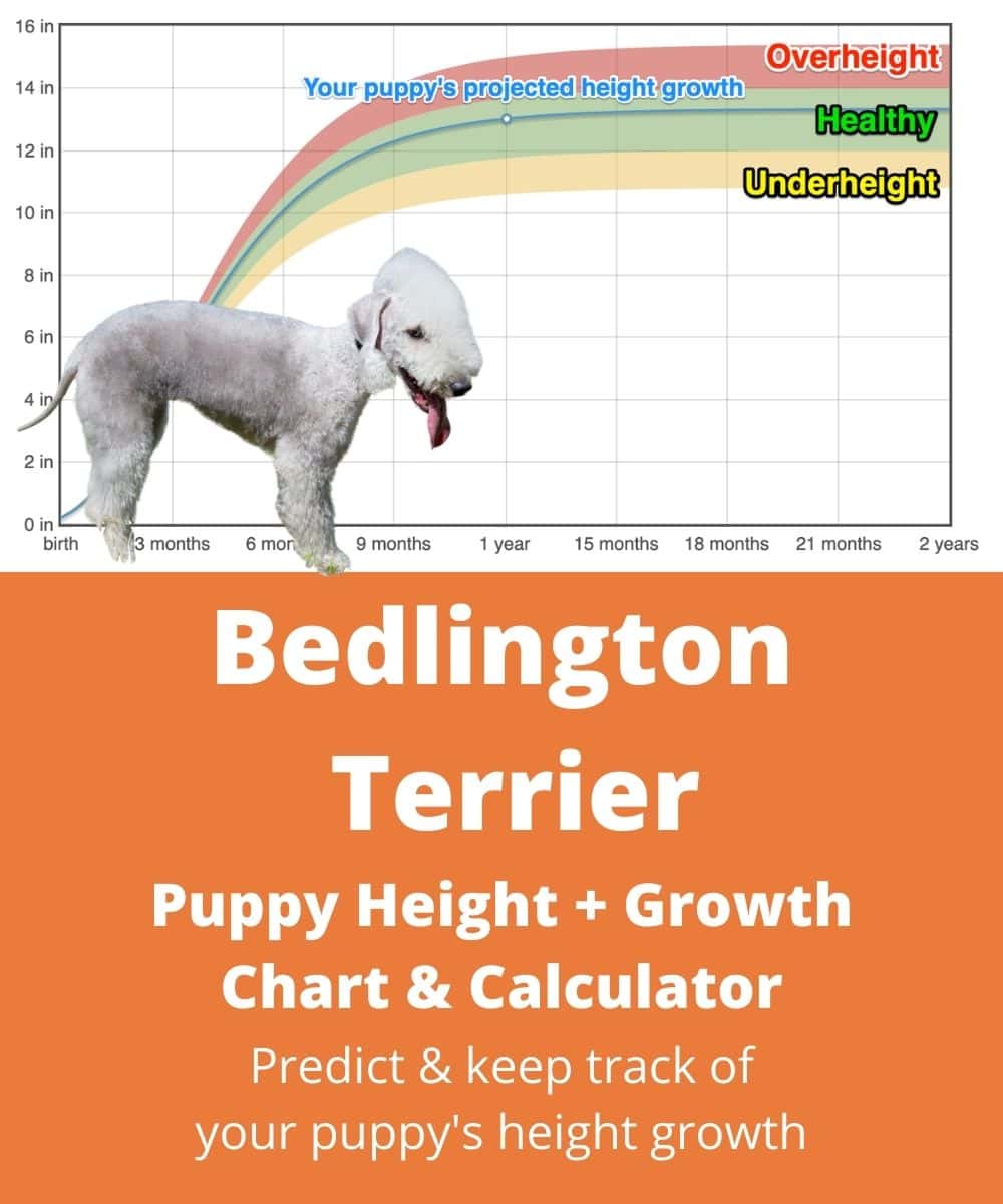 bedlington-terrier Puppy height Growth Chart